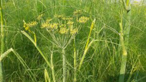 Fennel plant at flowering stage showing fennel pollen