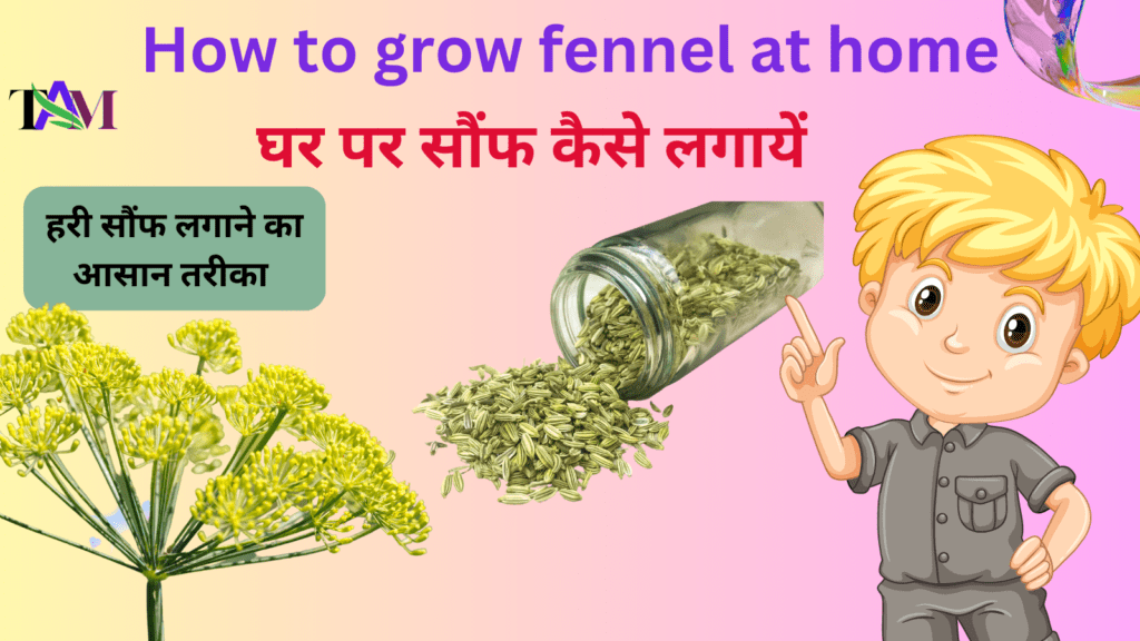 घर पर सौंफ कैसे लगायें How to grow fennel at home in 3 simple steps