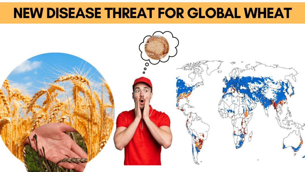 Globally-New-Wheat-disease-threat