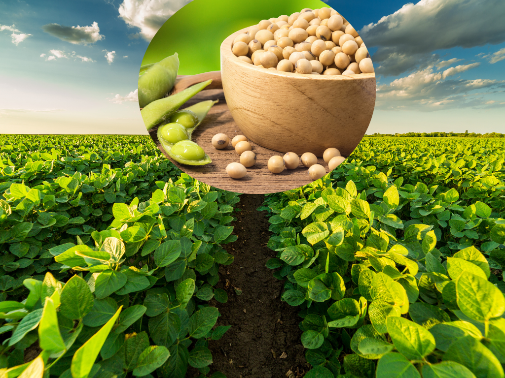 Soybean crop and biological nitrogen fixation