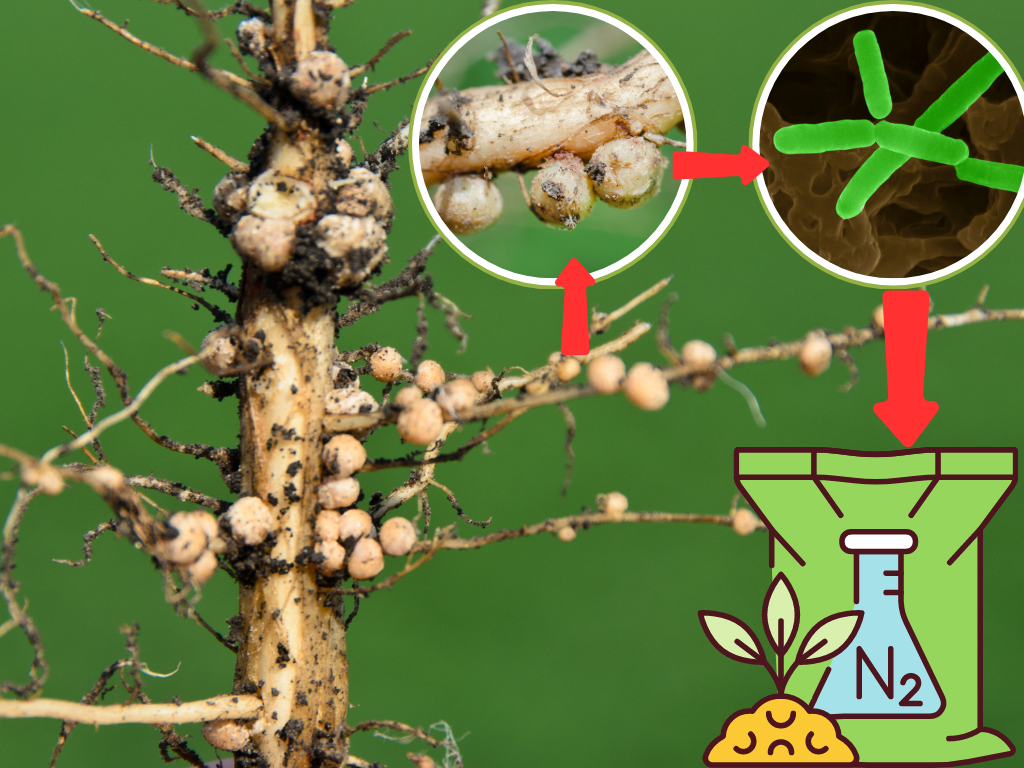 सोयाबीन Soybean seed treatment with rhizobium culture and its efefct on root nodulation 