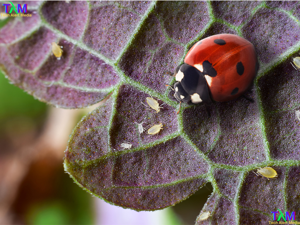 ladybug beetle as biocontrol agent from pests