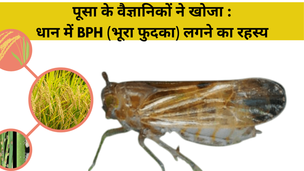 पूसा के वैज्ञानिकों ने खोजा धान में BPH (भूरा फुदका) लगने का रहस्य